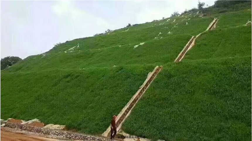 种植护坡草种子怎么销售高羊茅